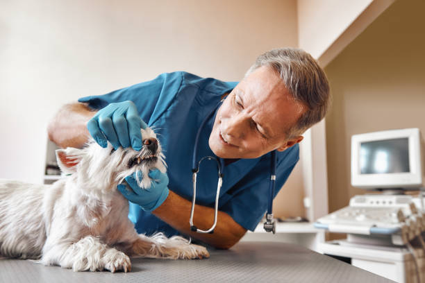 Best Dentist for Dental Trauma  in Belterra, TX